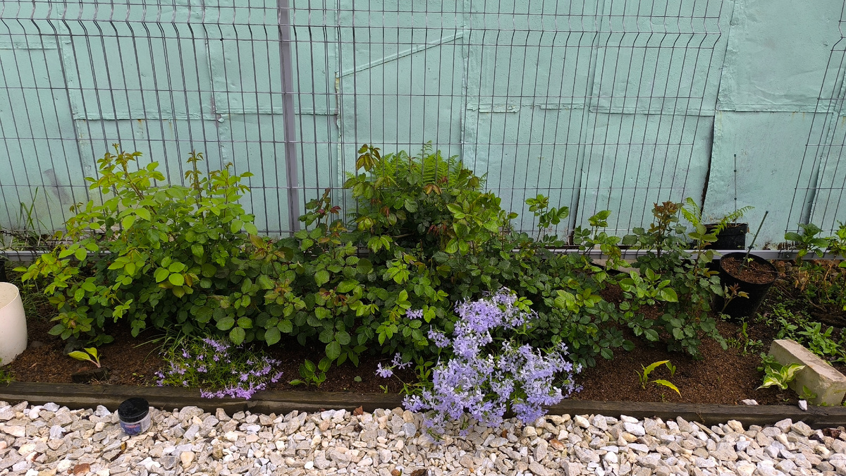 Парфюм и розы.