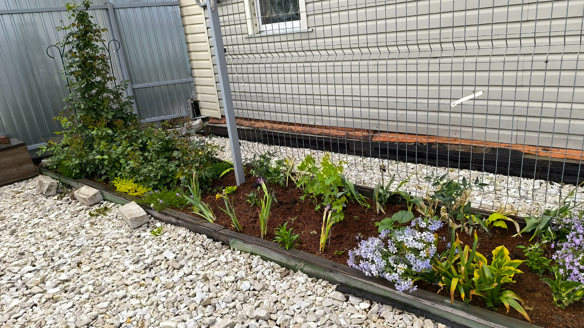 Чаттик  у шпалеры с вингоградом.