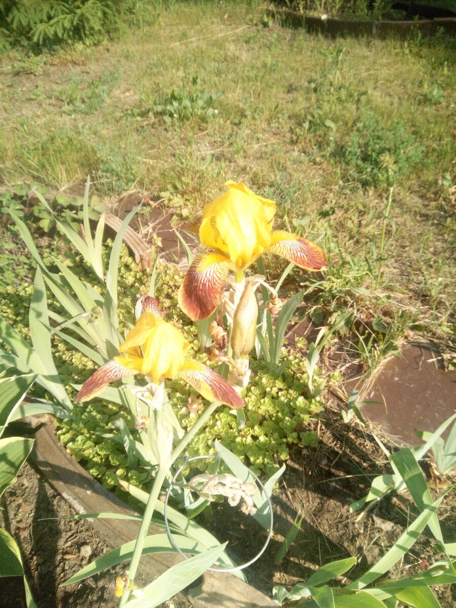 Фото мужа автора. Ну Нибелунген же!