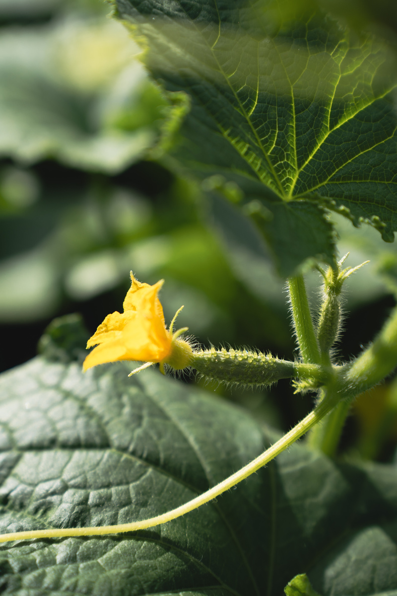 Завязь огурчика