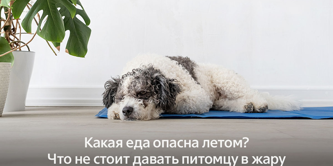 Какая еда опасна летом? Что не стоит давать питомцу в жару