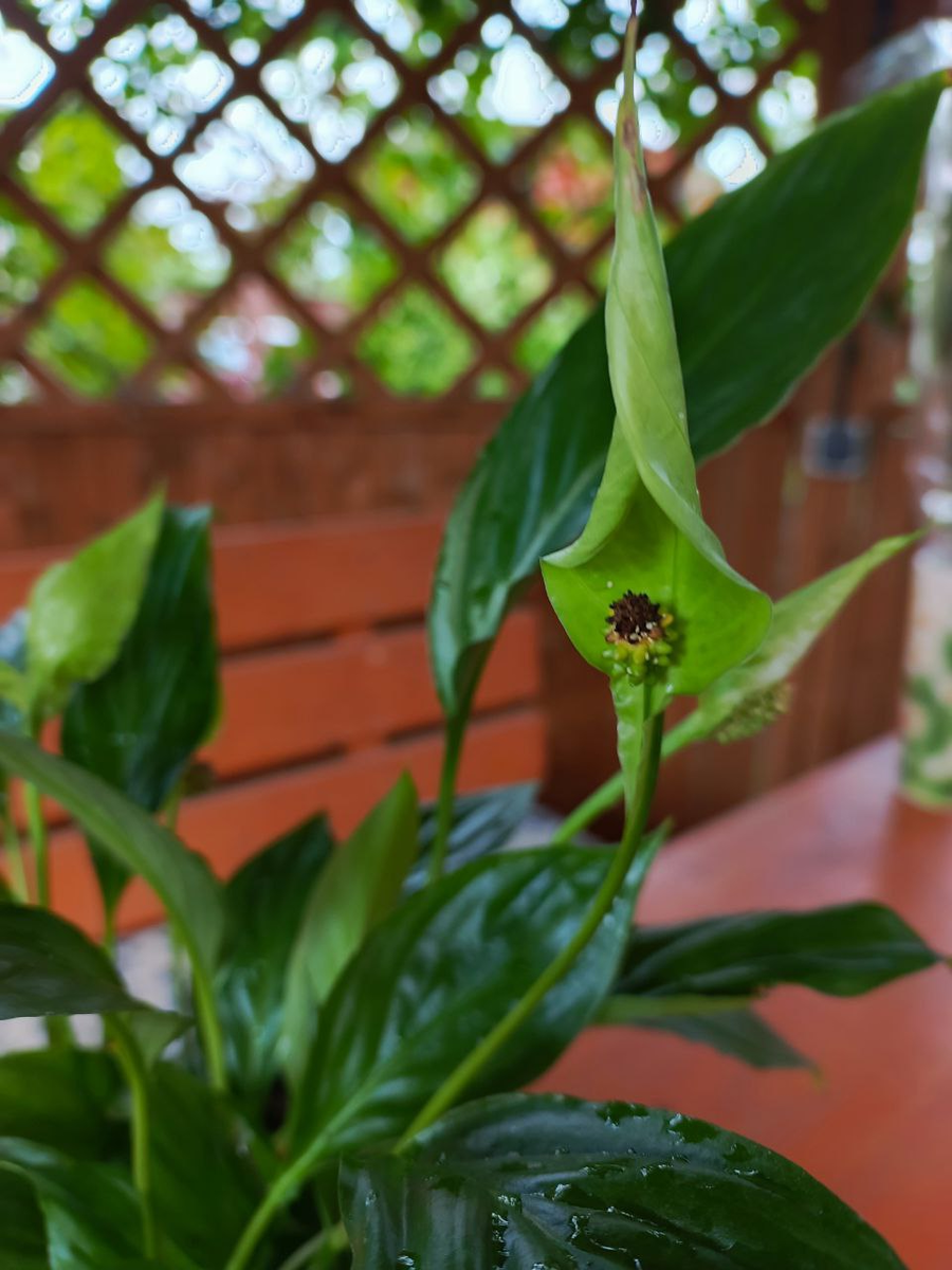 Спатифиллум