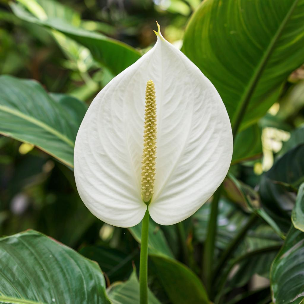 Спатифиллум