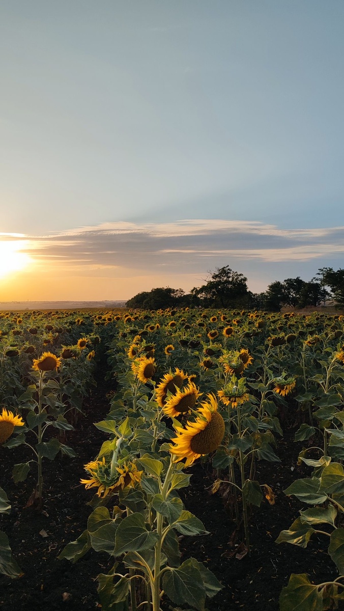 Картинка из Pinterest