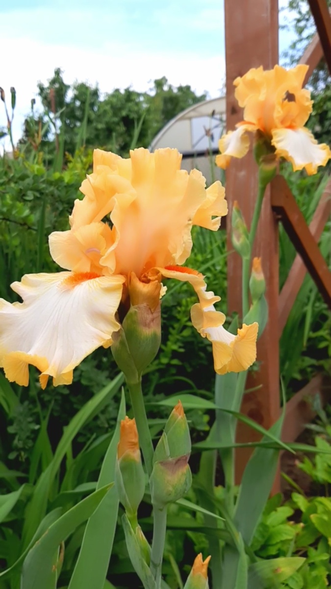 Ирисы в моем саду.
