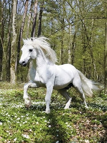 Белый конь