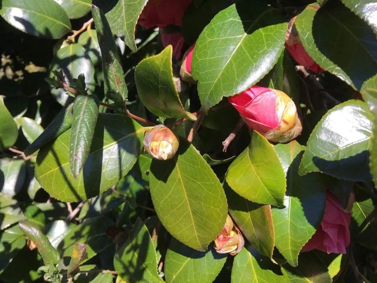 Розы в Сочи