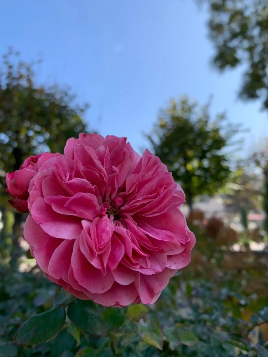 Роза в Кисловодске