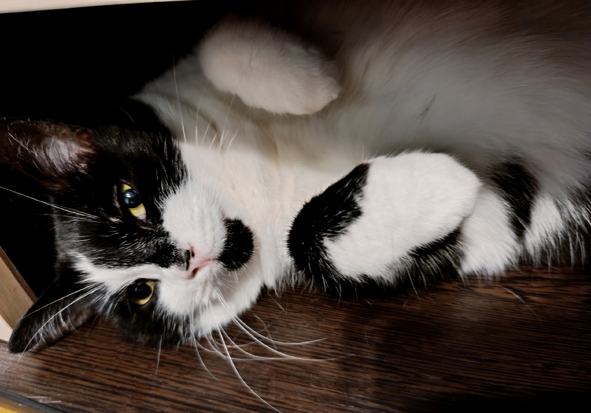 Соавтор Геральт 