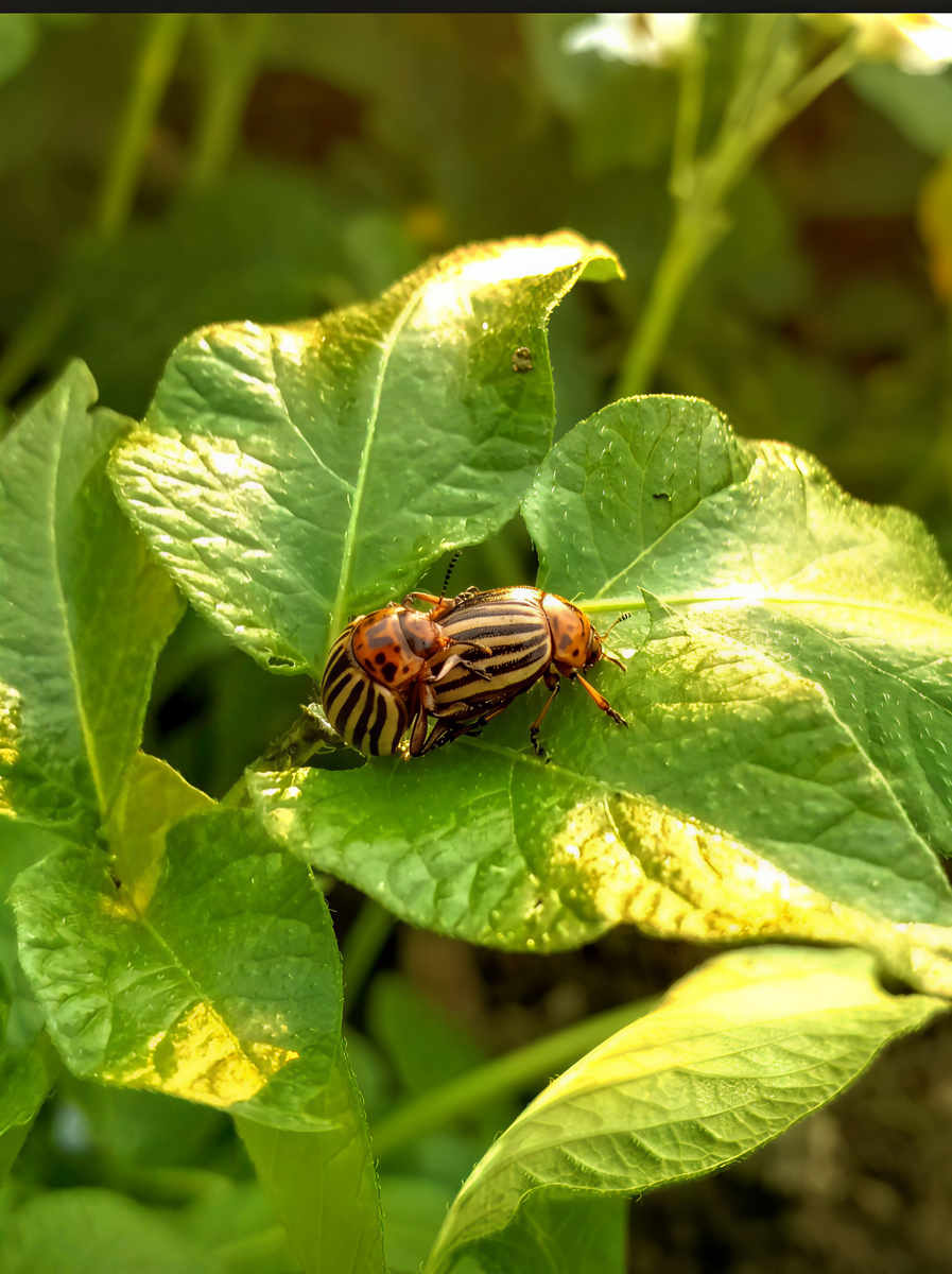 Оригинальное фото.