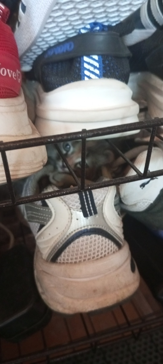 Серафима притаился в хозяйских кроссах) 