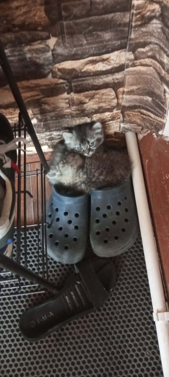 Милашка кот Мася, любитель тапок) 