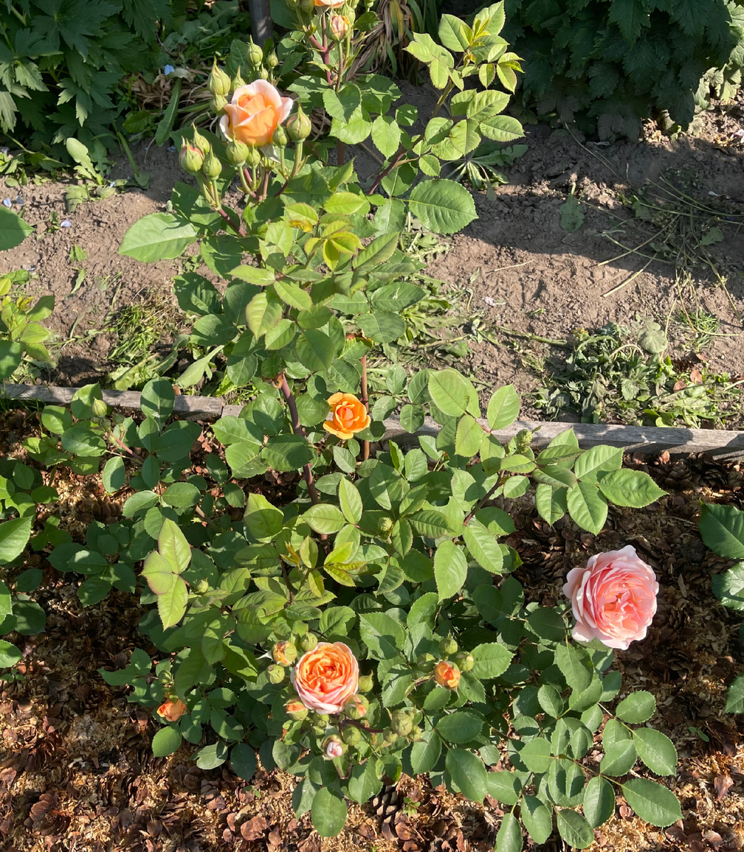 Чарльз Остин