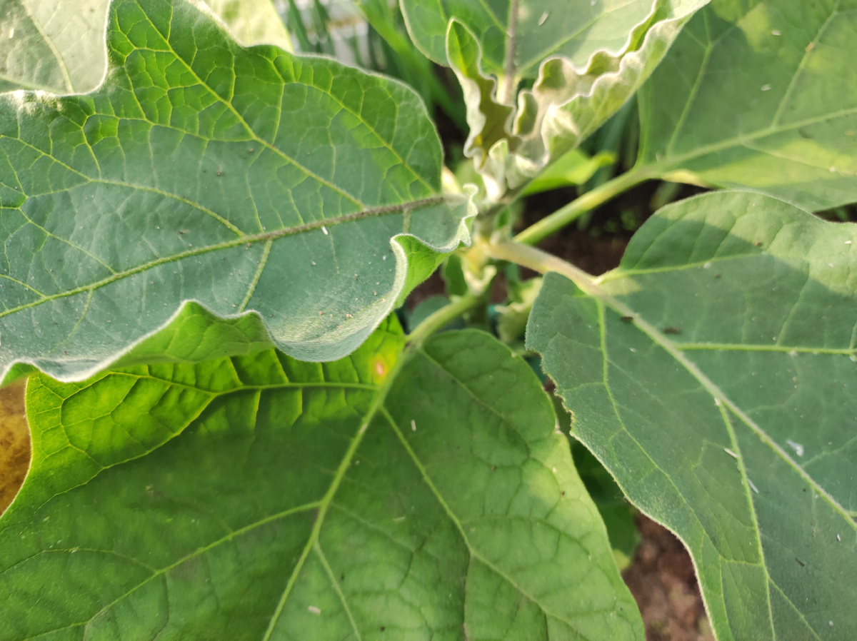 Фото автора, баклажан Эпик F1 в теплице в начале июня 2025 года