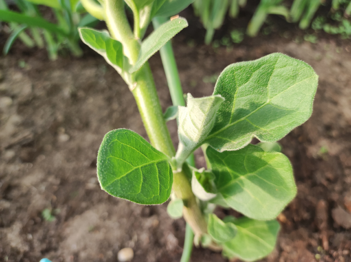 Фото автора, баклажан Эпик F1, 12 июня 2025 года