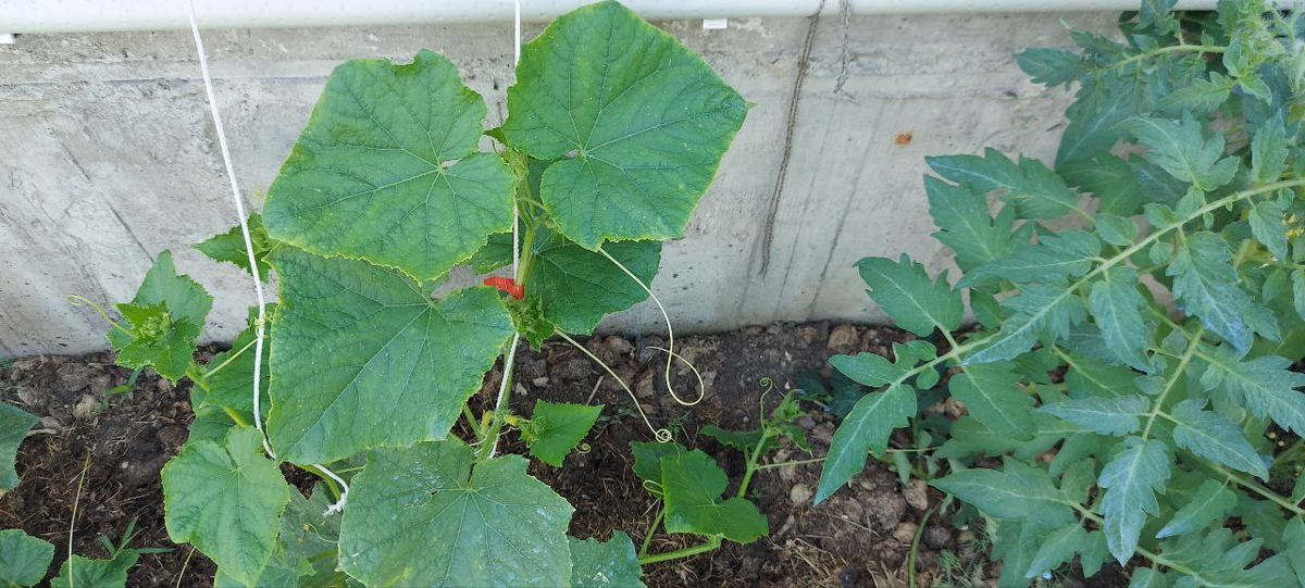 Опрыскано молоком с зеленкой