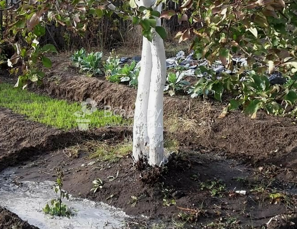 Подкормка дерева