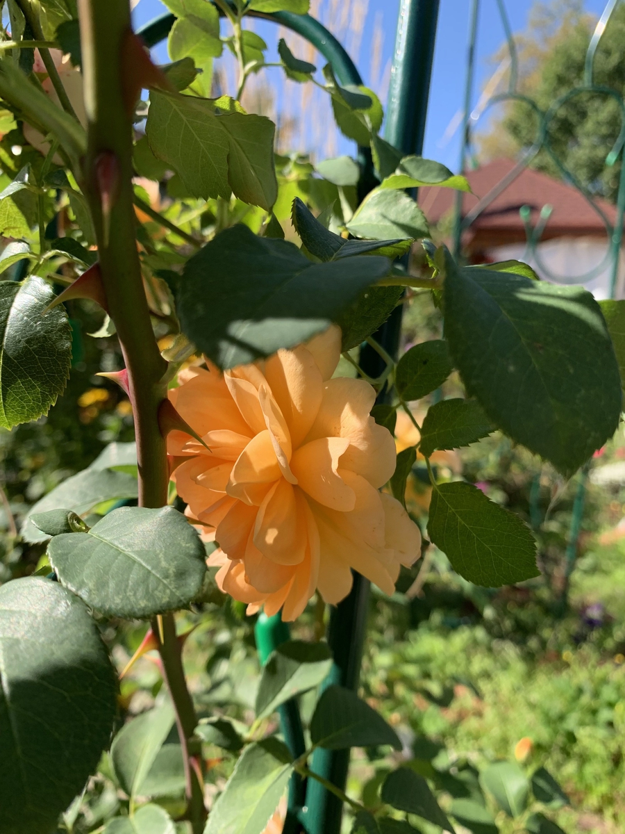 Роза Дама Джуди Денч