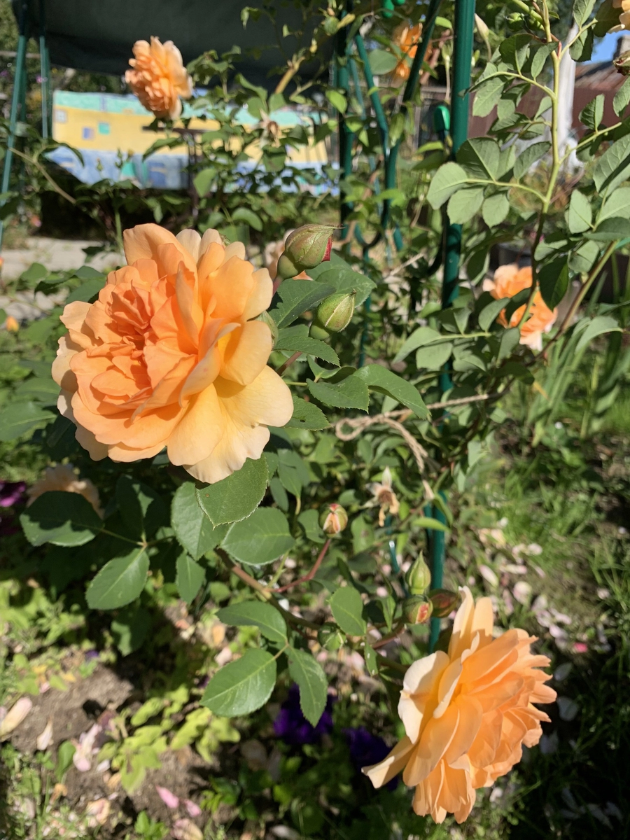 Роза Дама Джуди Денч