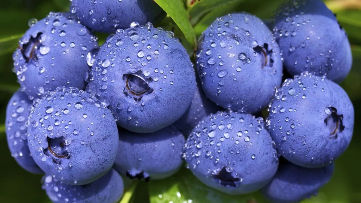 Голубика сорт Спартан описание, характеристики, заказать доставку от Small Gardens