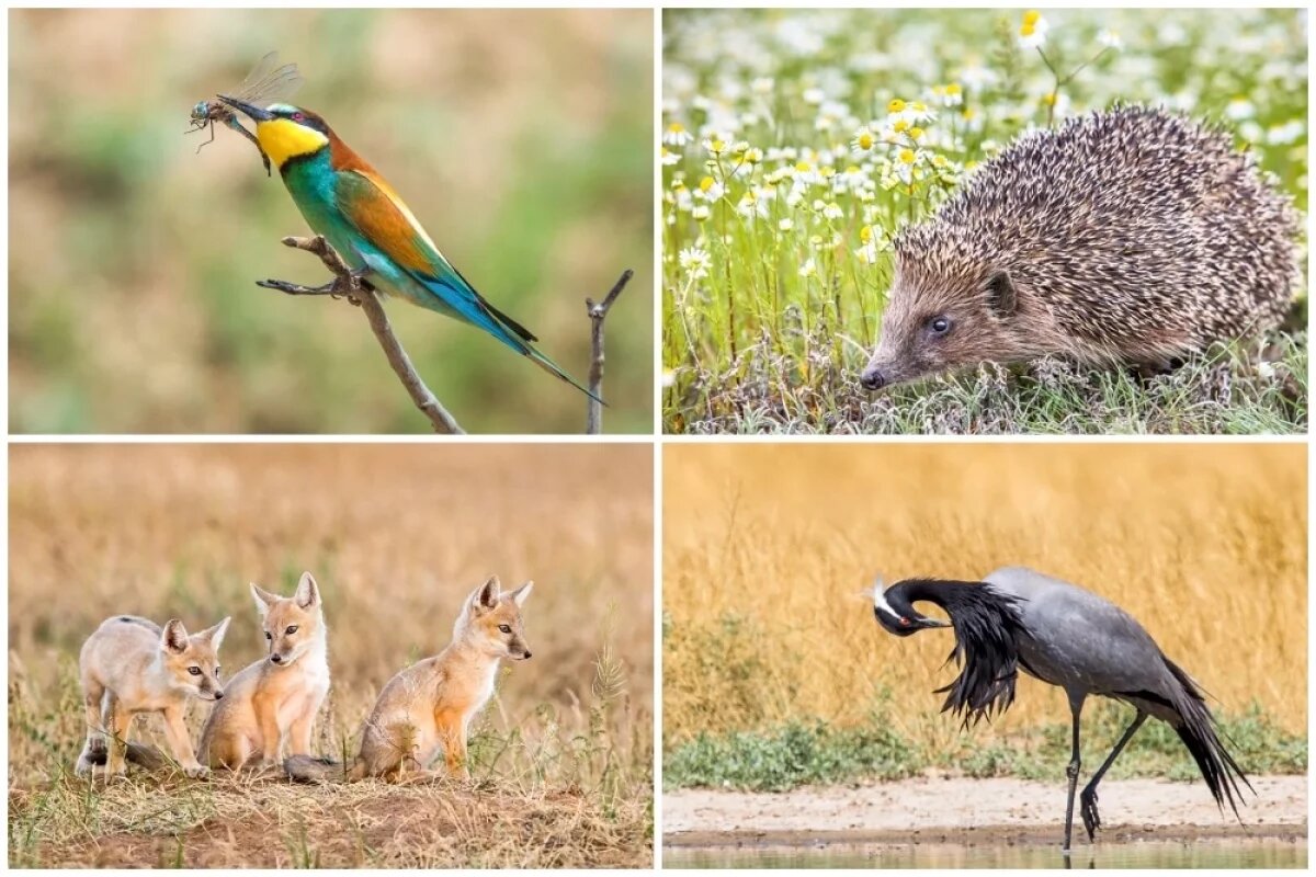    Яркие кадры «Чёрные земли».