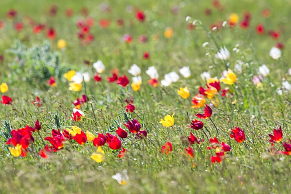   35 лет заповеднику «Чёрные земли». Фото: Геннадий Юсин