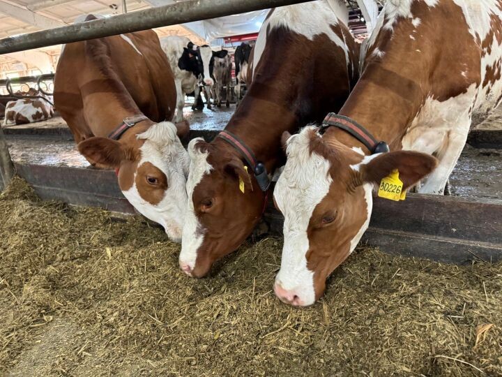    Фото:Антон Хмель