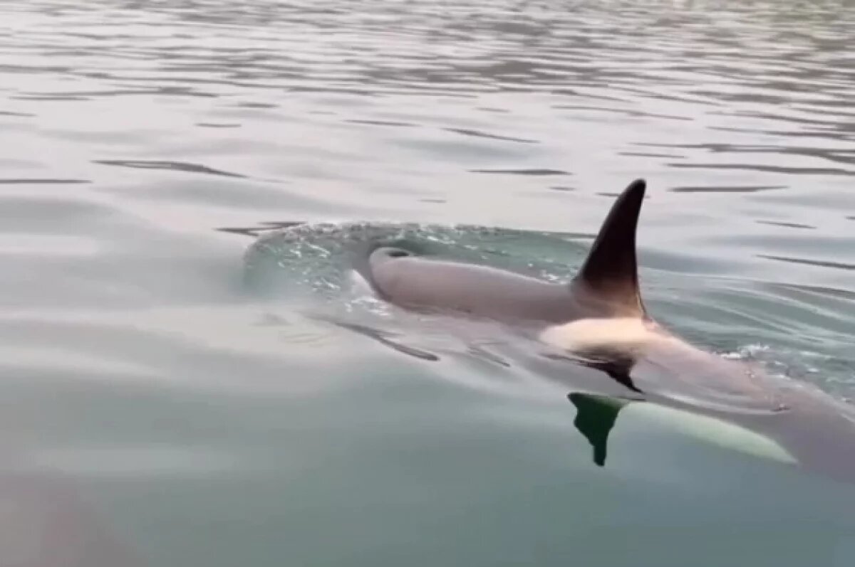    Косатки устроили туристу незабываемую встречу у берегов Сахалина