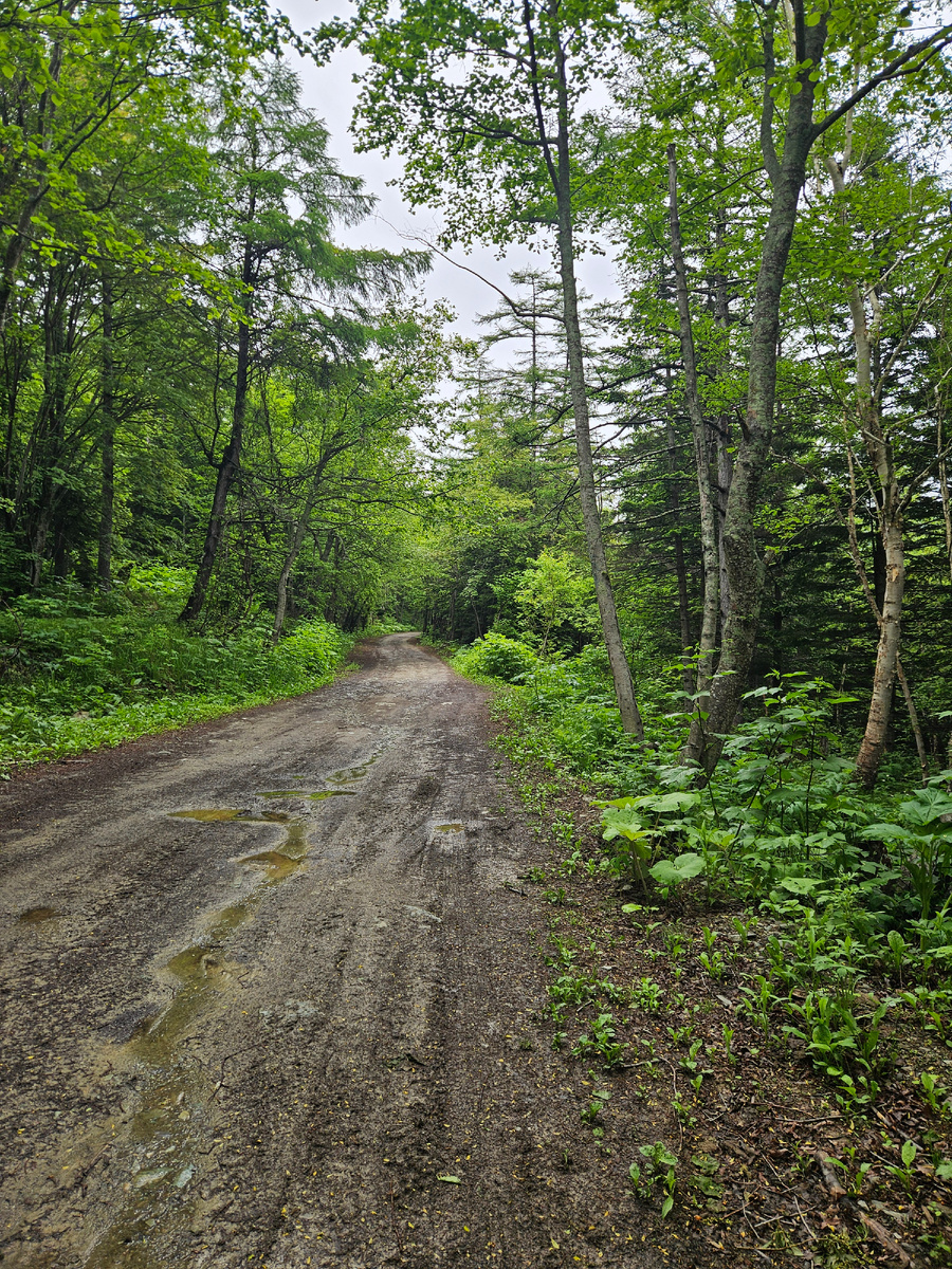 Накануне и всю ночь шёл дождь