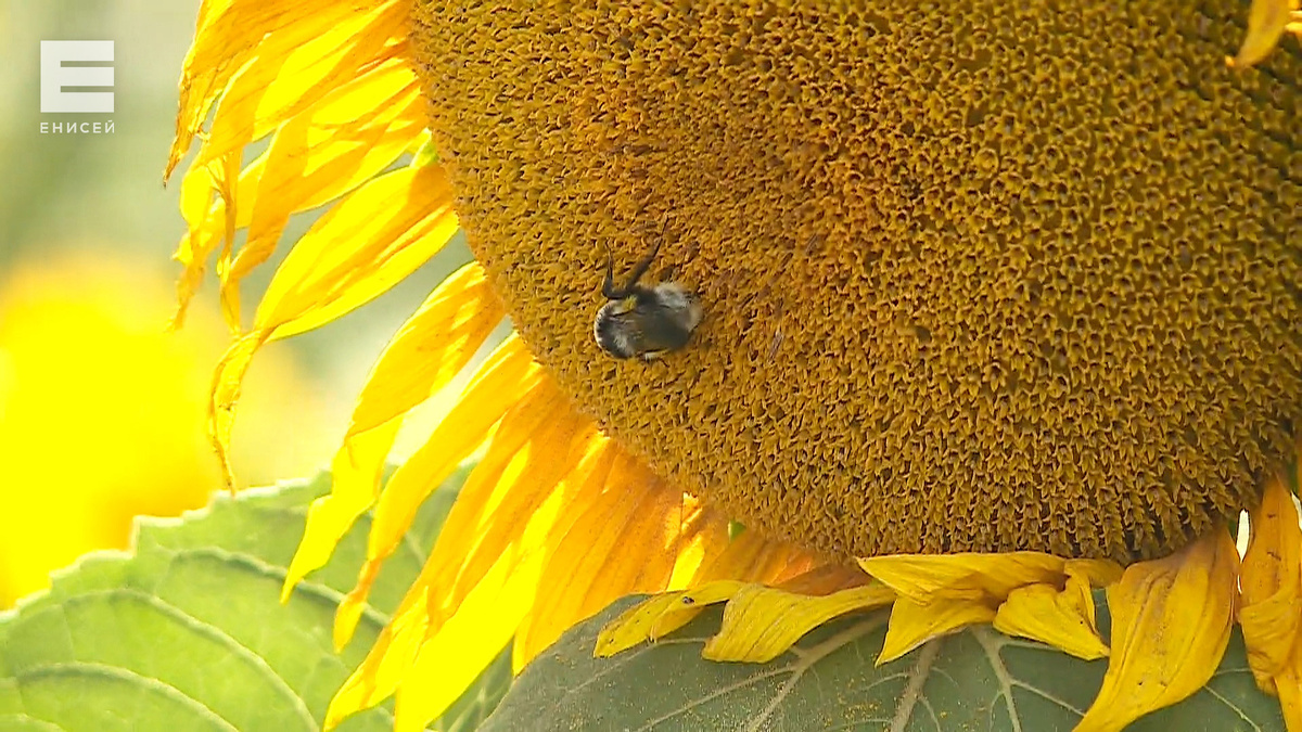     На праздничных выходных в Красноярске потеплеет до +30