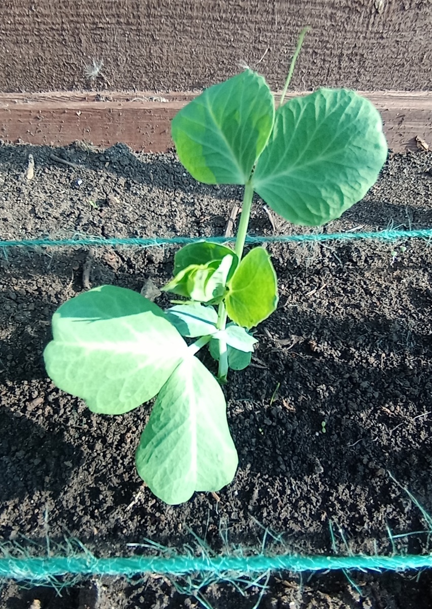 30 дней и почва оздоровлена! 