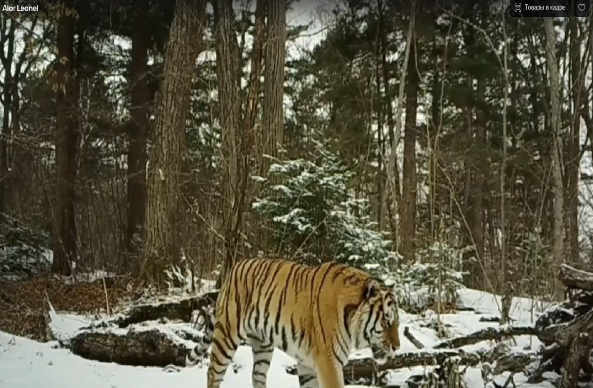 кадр из фильма Алора Леонела "Амба"