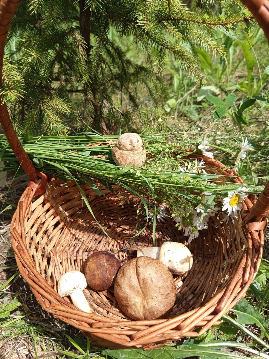 Фото сергея п. Первые сетчатые белые в южном Подмосковье
