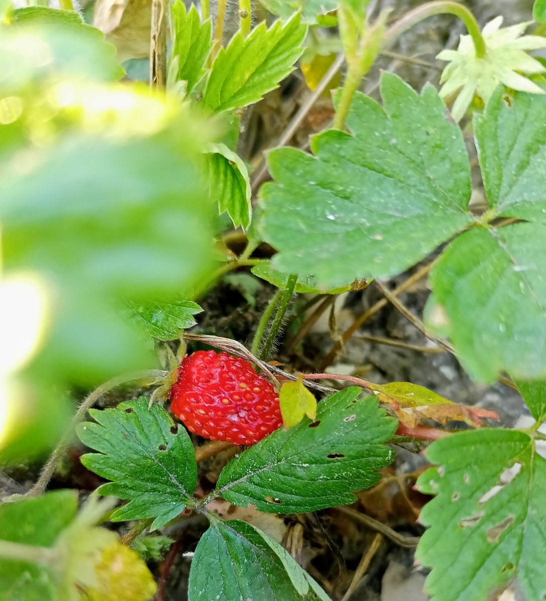 Фото автора канала Волнушка 
