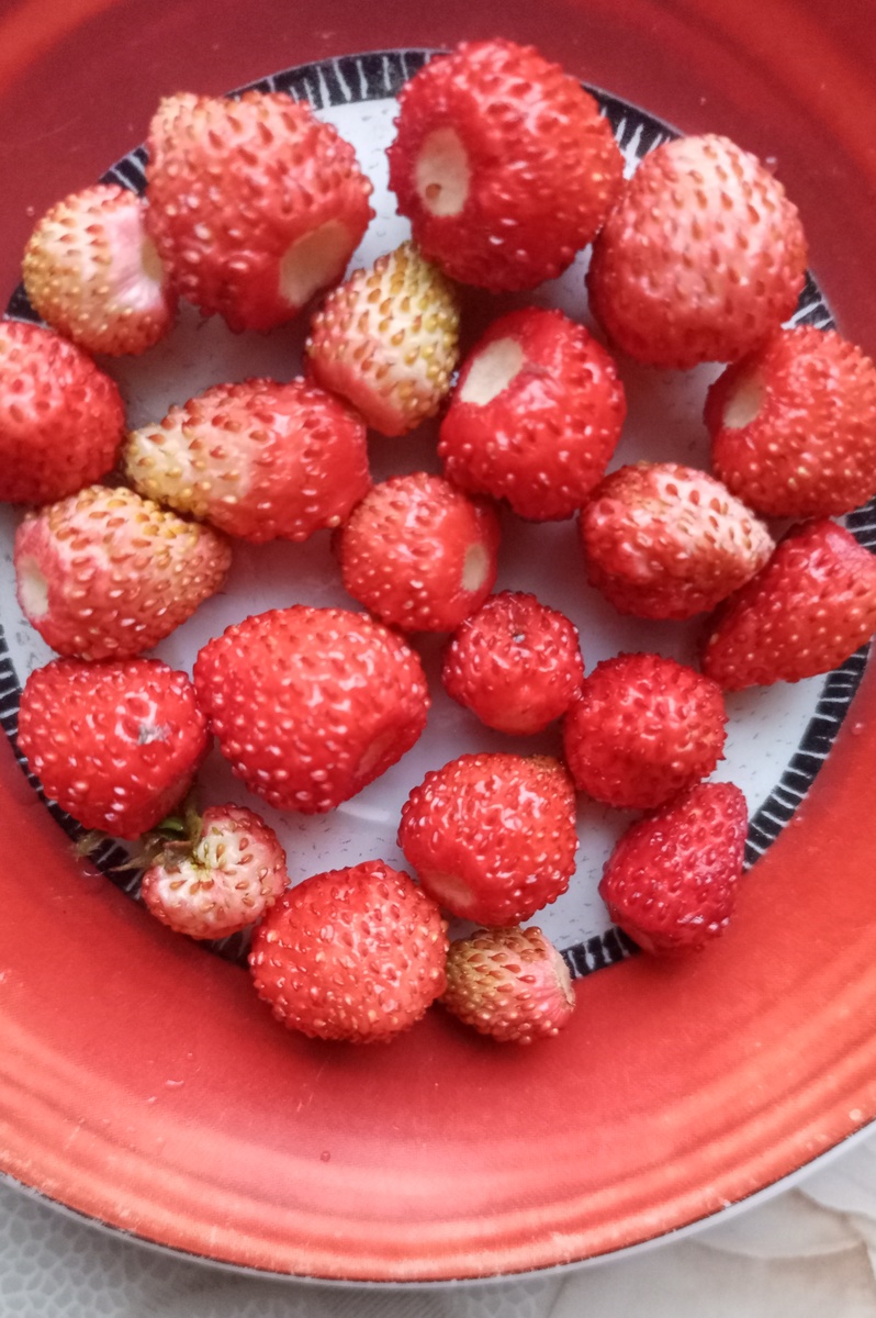 Фото автора канала Волнушка. Ягод немного, но начало есть.