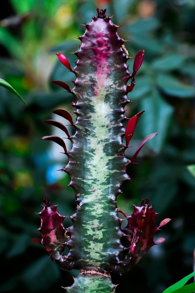 Фото: https://www.pexels.com/photo/euphorbia-trigona-20601181