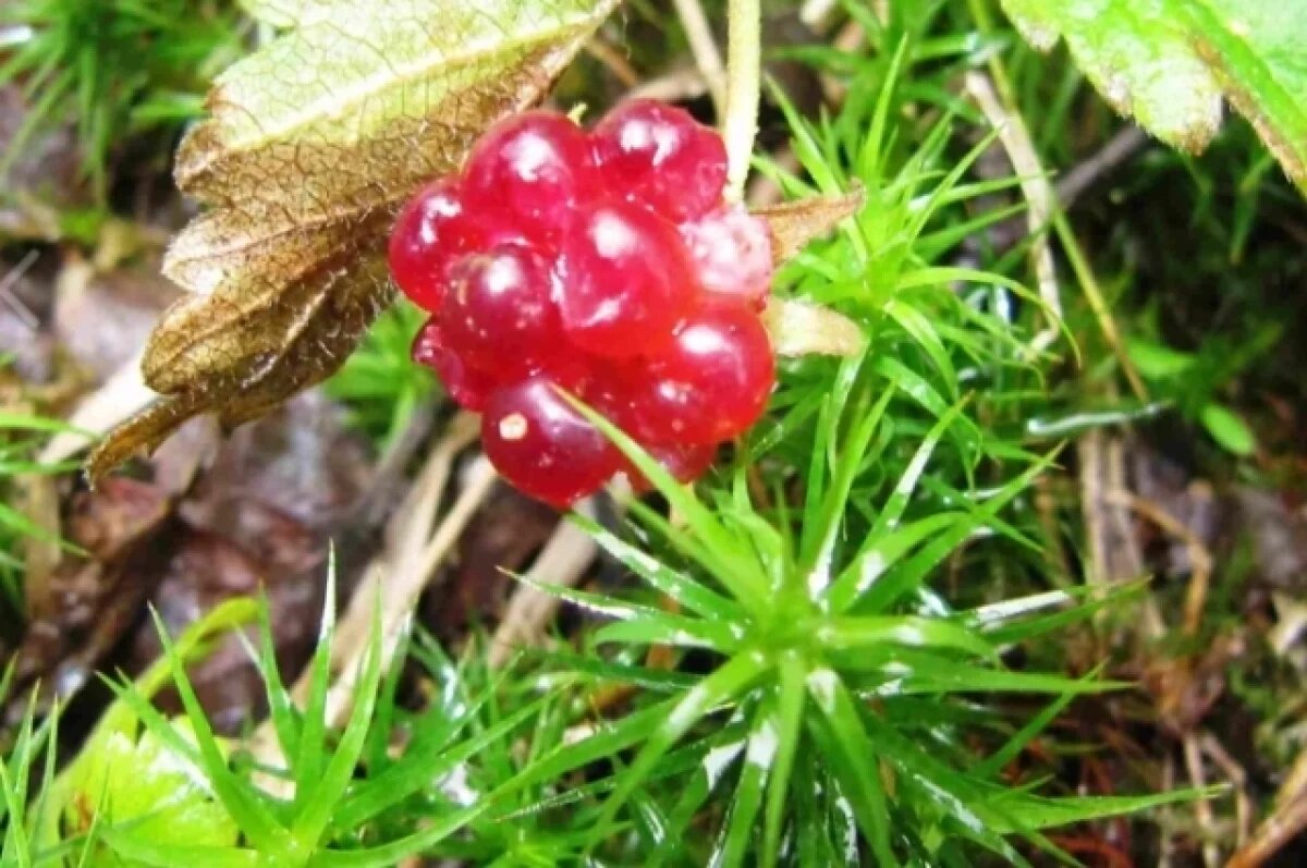    Княженика похожа на некоторые другие ягоды.