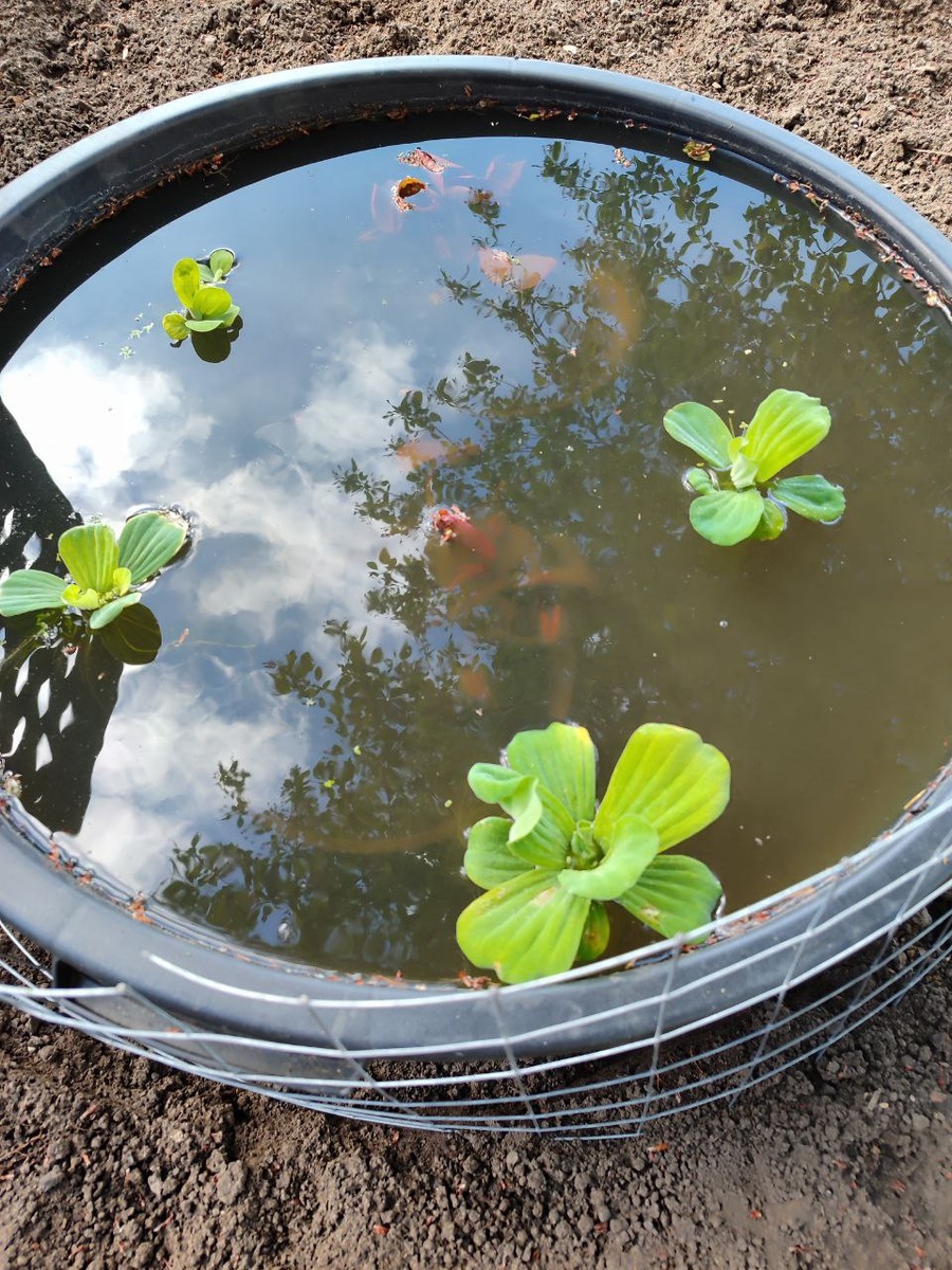 14 мая обратите внимание на воду, начало