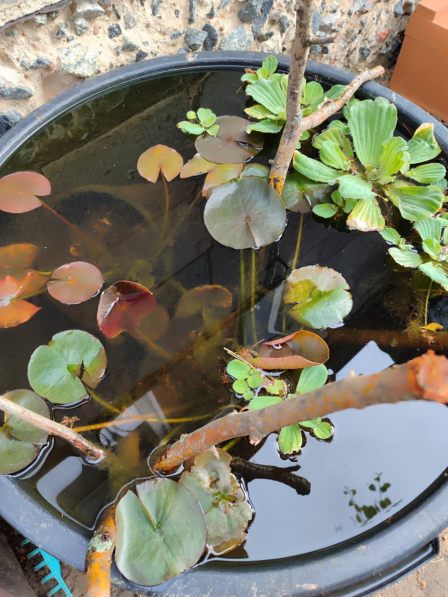 4 июня, пистия со скоростью света размножается. 
