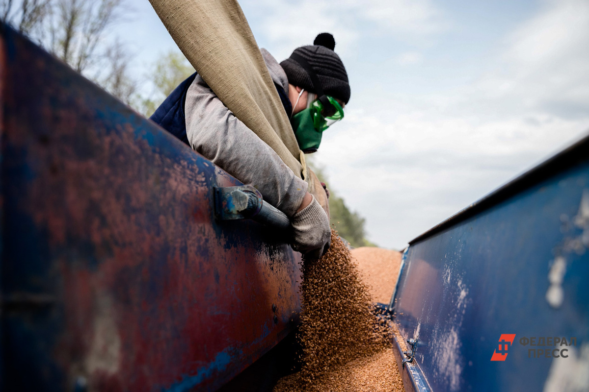 Во Франции столкнулись с самым низким урожаем пшеницы за последние 40 лет.  Фото: Фото: ФедералПресс / Евгений Поторочин