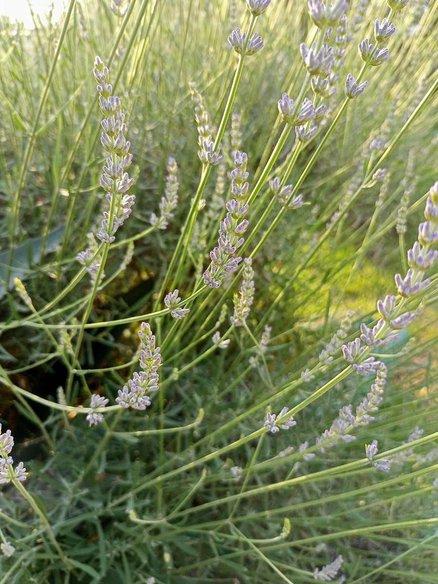 Вроде бы лаванда. На клумбе