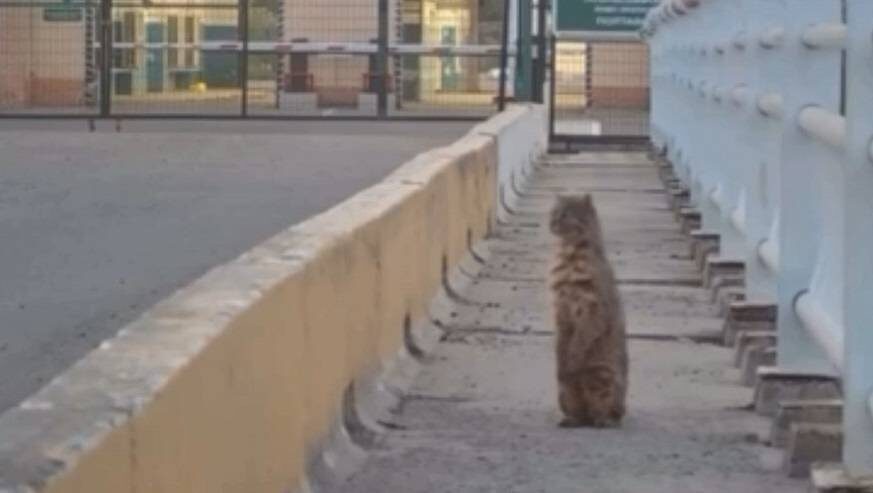    Источник фото: скрин видео телевидения Дуннина