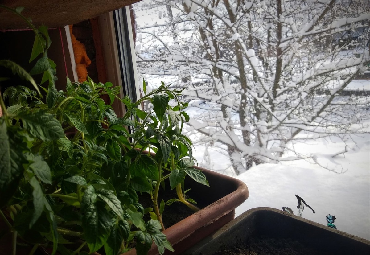 конец апреля и томаты