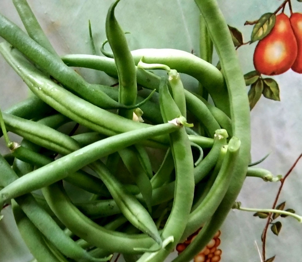 нежная стручковая фасоль