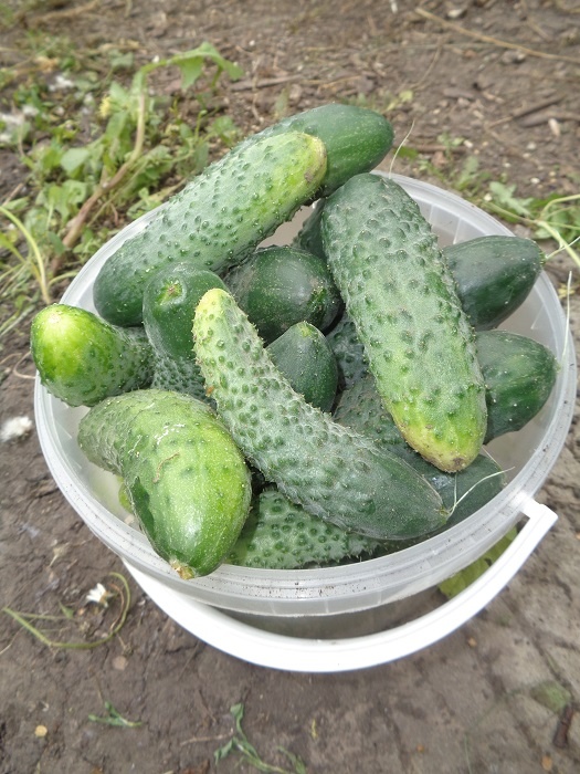 Огурцы осенью, сорт Гирлянда