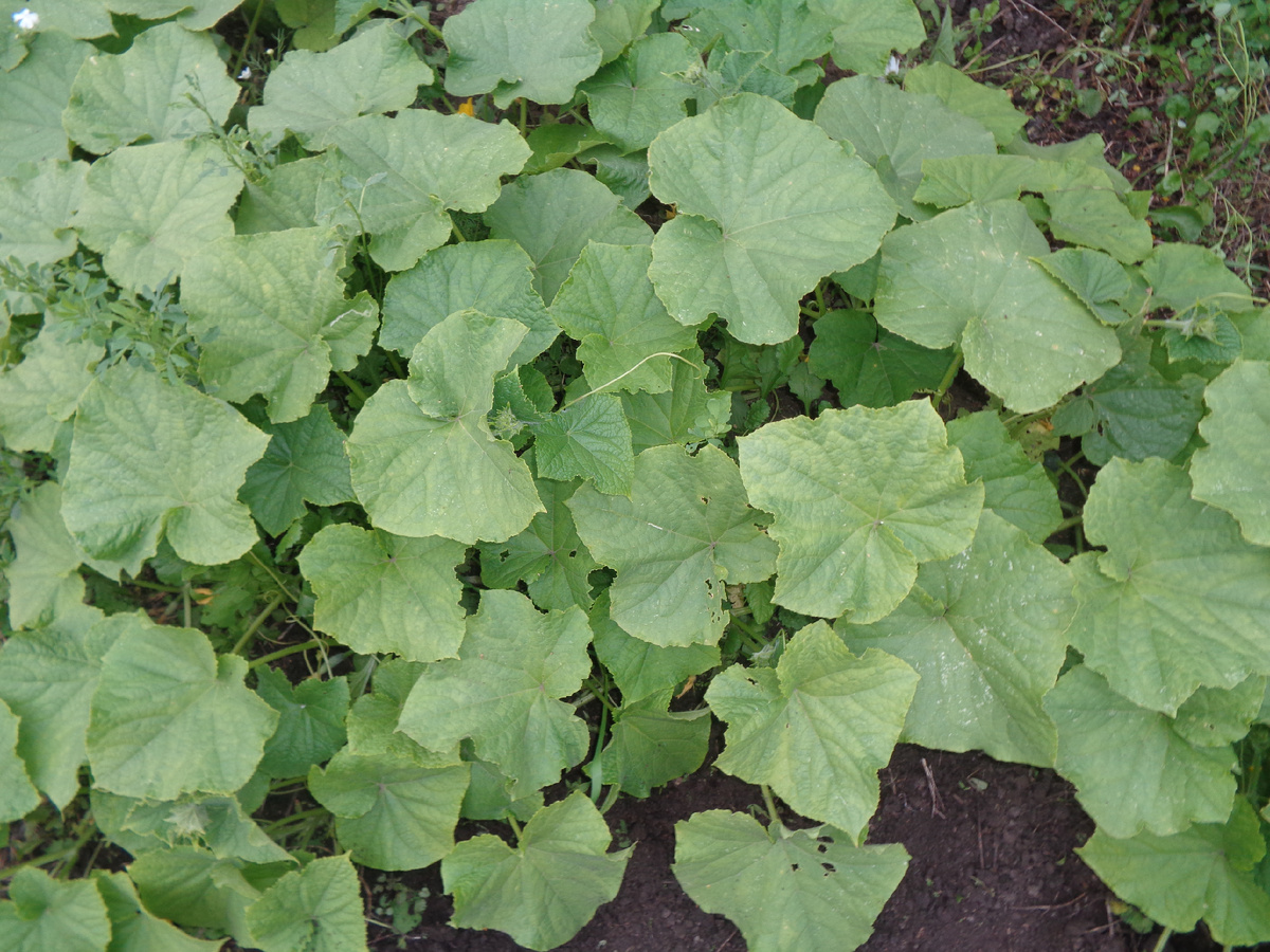 Огурцы врасстил