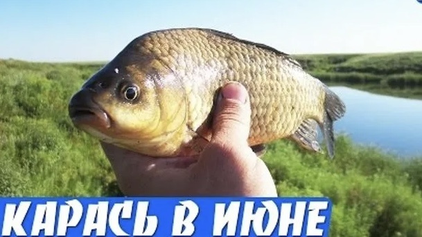 Где искать КАРАСЯ В ИЮНЕ?!