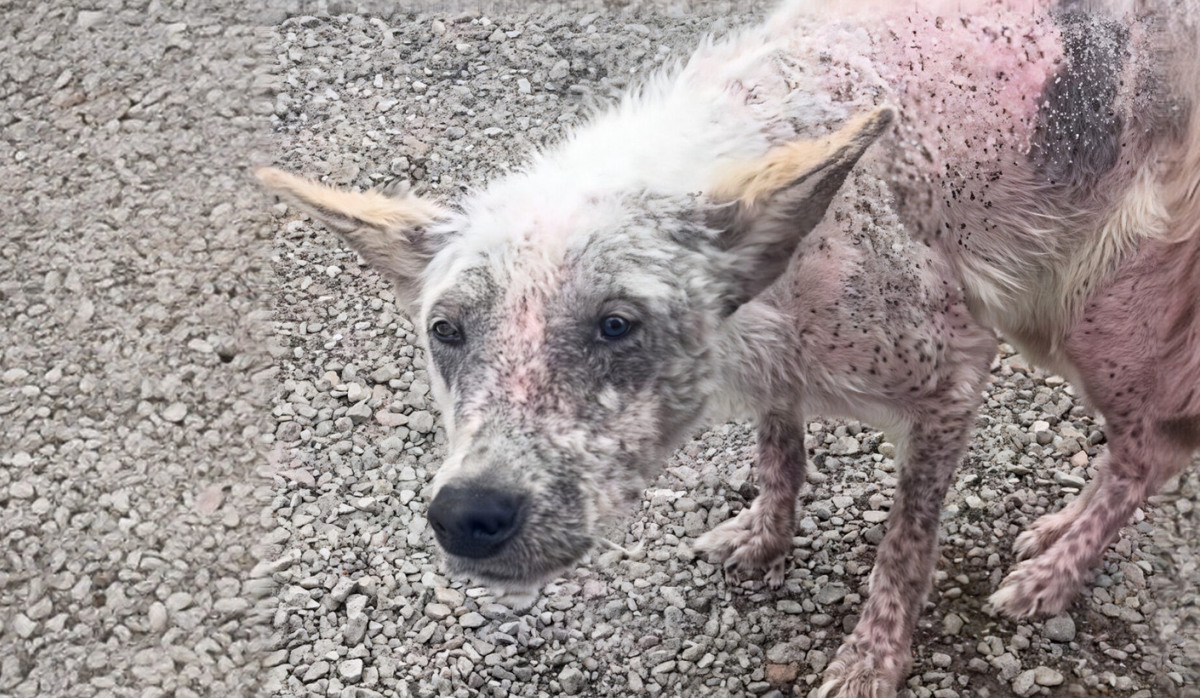    Эмма всю зиму выживала на трассе. Фото: сообщество VK «Собака Счастья | Фонд помощи животным»