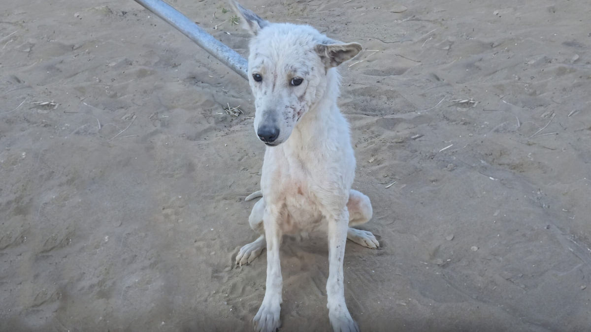    Собаке уже ищут новых хозяев. Фото: сообщество VK «Собака Счастья | Фонд помощи животным»