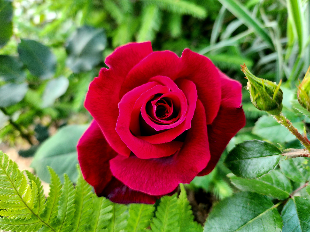 Новый семейный фаворит -  Papa Meilland с чарующим ароматом🥰